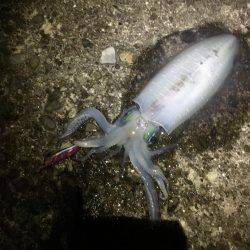 潮が動かない…