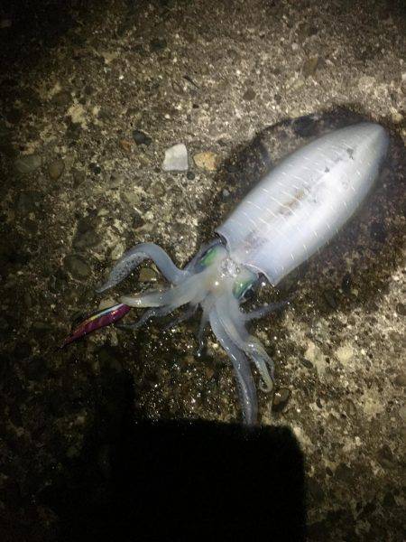 潮が動かない…