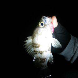 廿日市護岸  好調メバルプラッキング