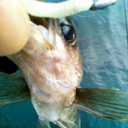 新春初メバリング