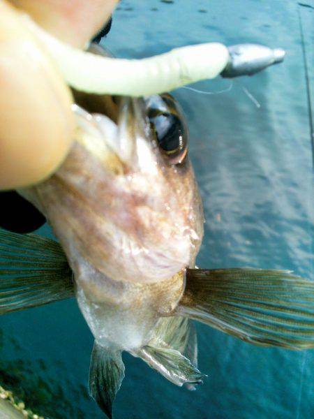 新春初メバリング