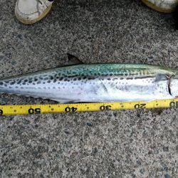 今年初めての釣り