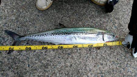 今年初めての釣り