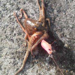 初釣りの結果は・・・無事タコ上げが出来ました!