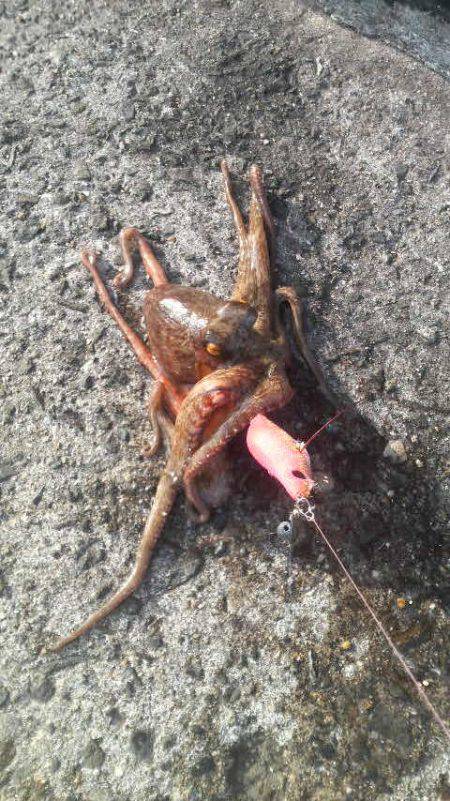 初釣りの結果は・・・無事タコ上げが出来ました!