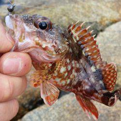 メバル　ガシラ