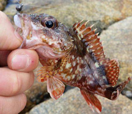 メバル　ガシラ