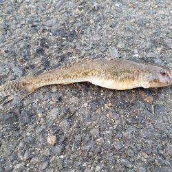 初釣りのはずが…