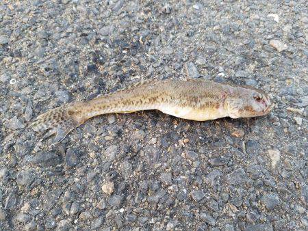 初釣りのはずが…