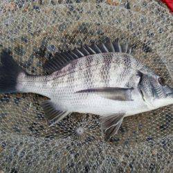 出直しのチヌ(メイタ)