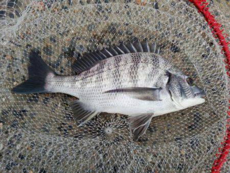 出直しのチヌ(メイタ)