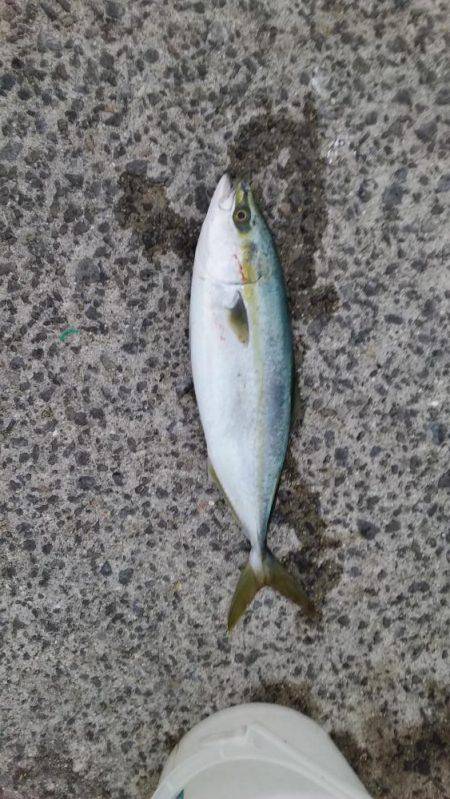 ショアジギング