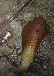 今年エギング初釣行