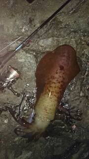 今年エギング初釣行