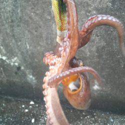 今年になって４匹の釣果です！