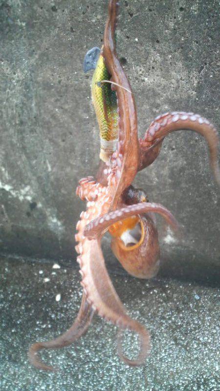 今年になって４匹の釣果です！