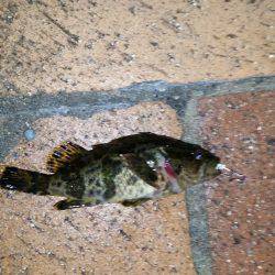 メバルは釣れずにタケノコメバルばっかり