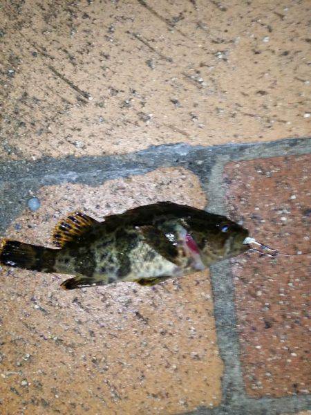 メバルは釣れずにタケノコメバルばっかり