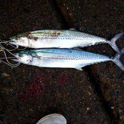 サゴシ沢山います。