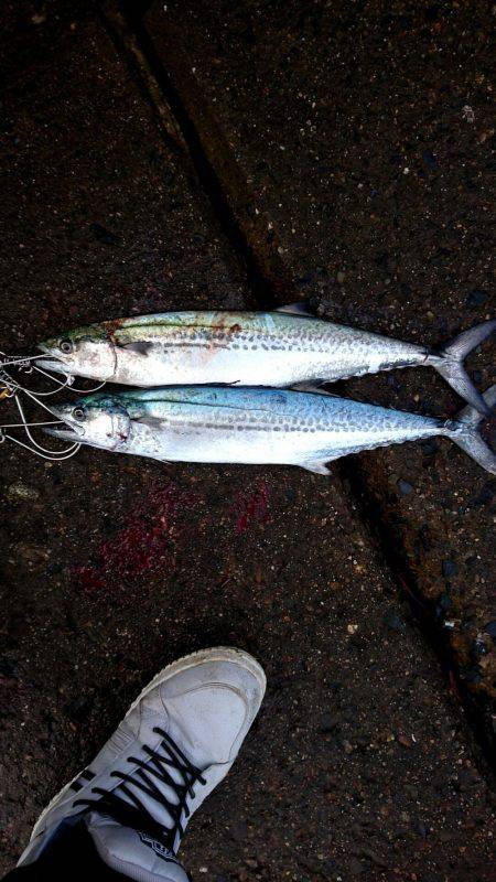 サゴシ沢山います。