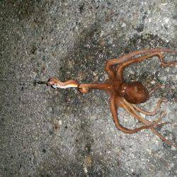 室津極寒エギング