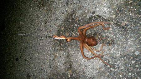 室津極寒エギング