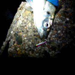 久しぶりのアジ❗❗