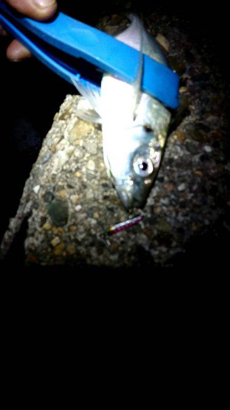 久しぶりのアジ❗❗