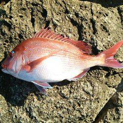 寒グレ～1日目～