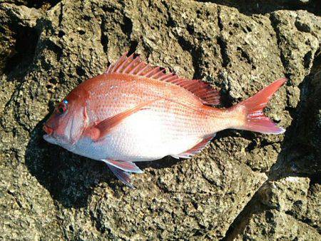 寒グレ～1日目～