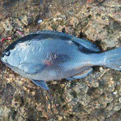 寒グレ～2日目～