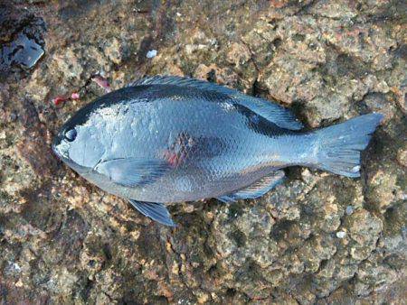 寒グレ～2日目～