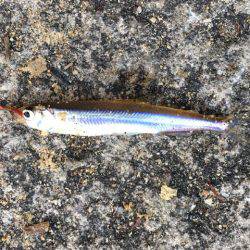 今年は型がいい布目湖のワカサギ