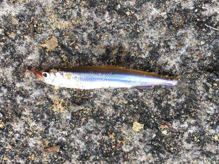 今年は型がいい布目湖のワカサギ