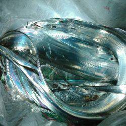 石津浜 ダイソージグで絶好調