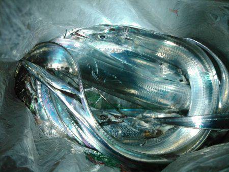 石津浜 ダイソージグで絶好調