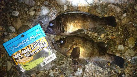 メバル上向き気味。