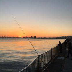 南芦屋浜タチウオ