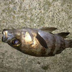 鳴門のメバル上向き。