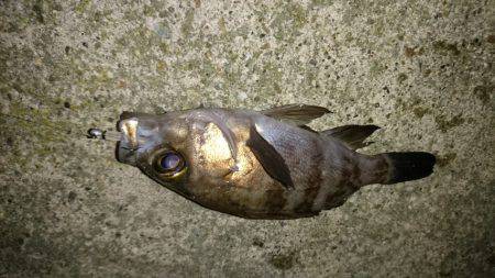 鳴門のメバル上向き。