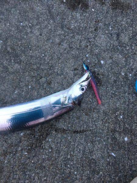 南芦屋浜タチウオ