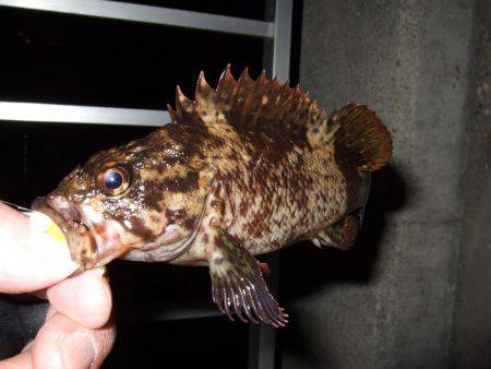 痛恨のミス(T_T)