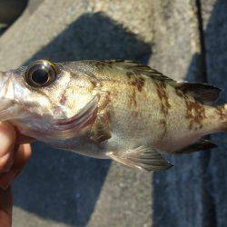 初釣りはメバル。