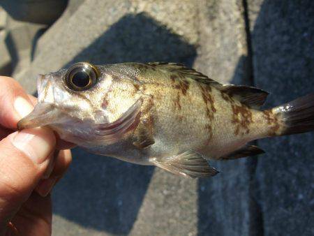 初釣りはメバル。
