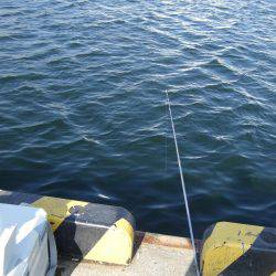 タチウオからのイワシへのリレー釣り