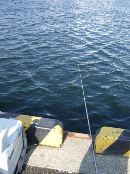 タチウオからのイワシへのリレー釣り