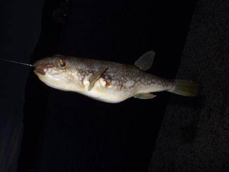 釣り旅行　１日目　５種目達成！