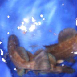 釣り旅行 2日目 坂出港でメバル。