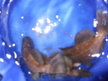 釣り旅行 2日目 坂出港でメバル。