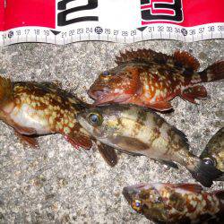 夕方～エビ撒き釣りのメバル調査